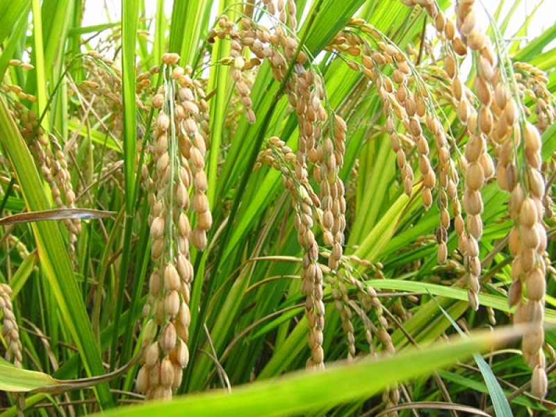 Planta arrocera el fin del coyotaje; inauguración en noviembre