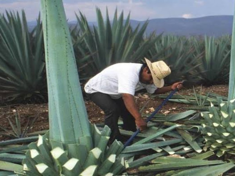 Plantación de agave provocará erosión de la tierra