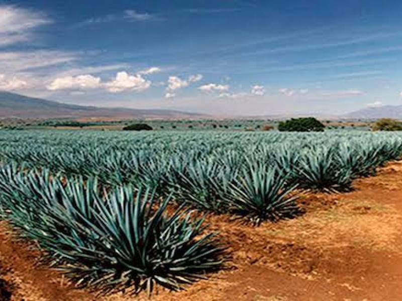 Plantación de agave puede generar afectaciones para producción de granos