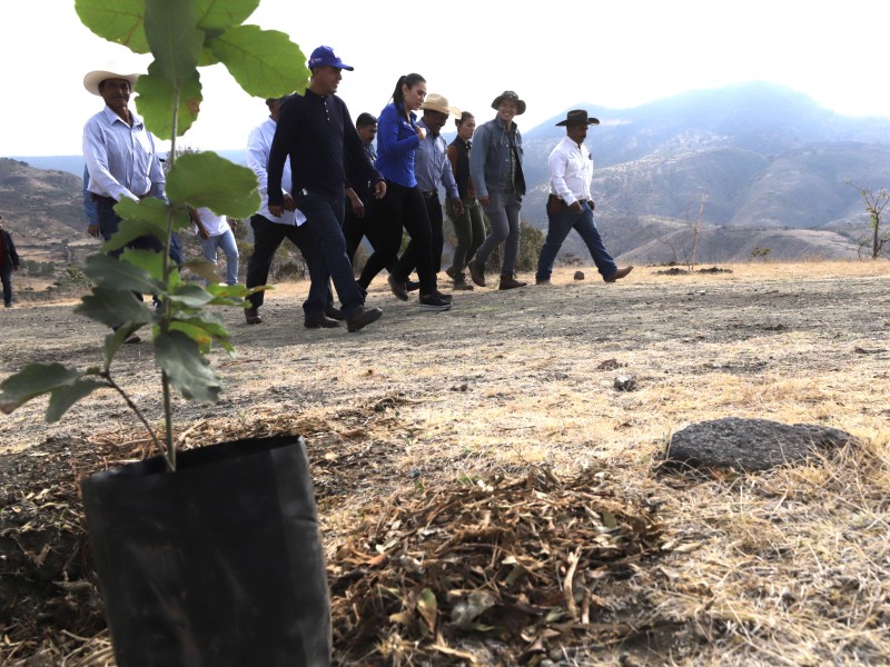 Plantan 3 mil árboles en la comunidad del Sauz Seco