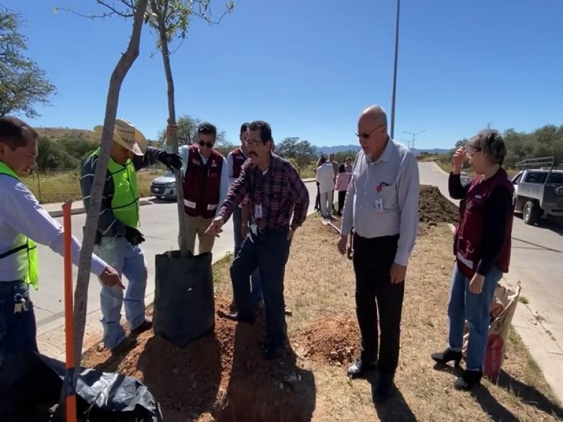 Plantan 30 de 150 árboles que debe reponer constructora