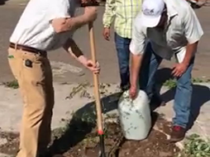 Plantan árboles para celebrar la conciencia ambiental