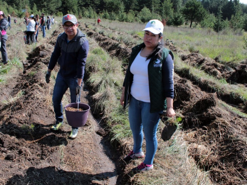 Plantan CODHEM 400 arboles en el Sierra Morelos