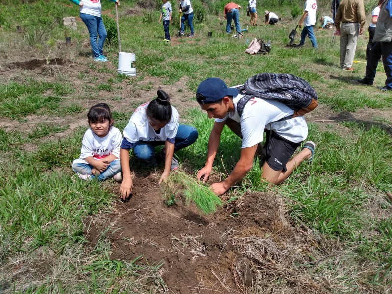 Plantan mil árboles en La Primavera