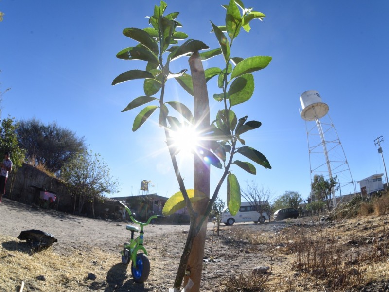 Plantarán 2 mil 500 árboles en la ciudad de Irapuato