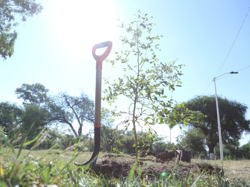 Plantarán 300 árboles en el Ecoparque Los Eucaliptos