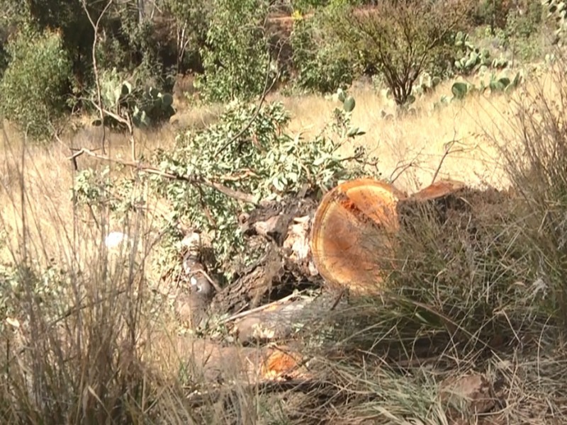 Plantarán 50 árboles en Fraccionamiento Bosques La Encantada