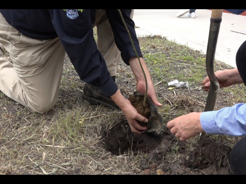 Plantarán cerca de 6 mil árboles en el estado