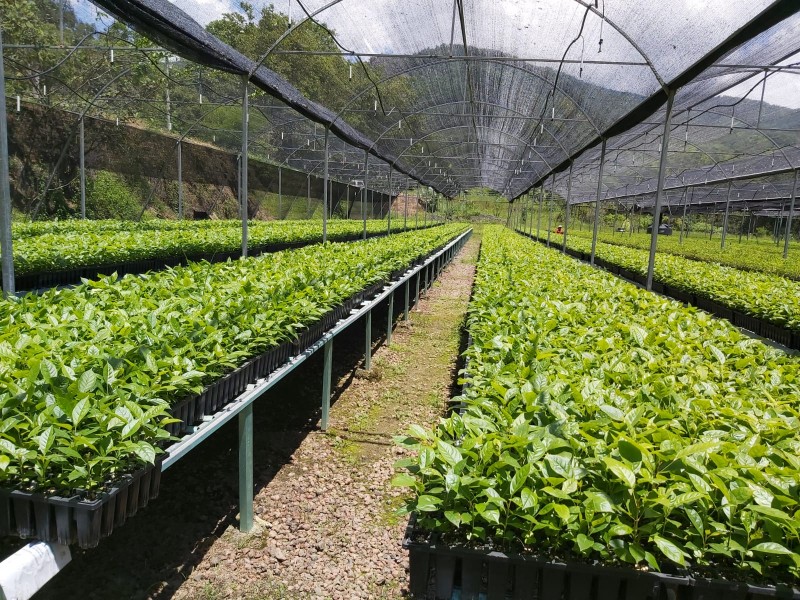 Plantarán un millón de árboles en Aquila y Coahuayana: Cofom