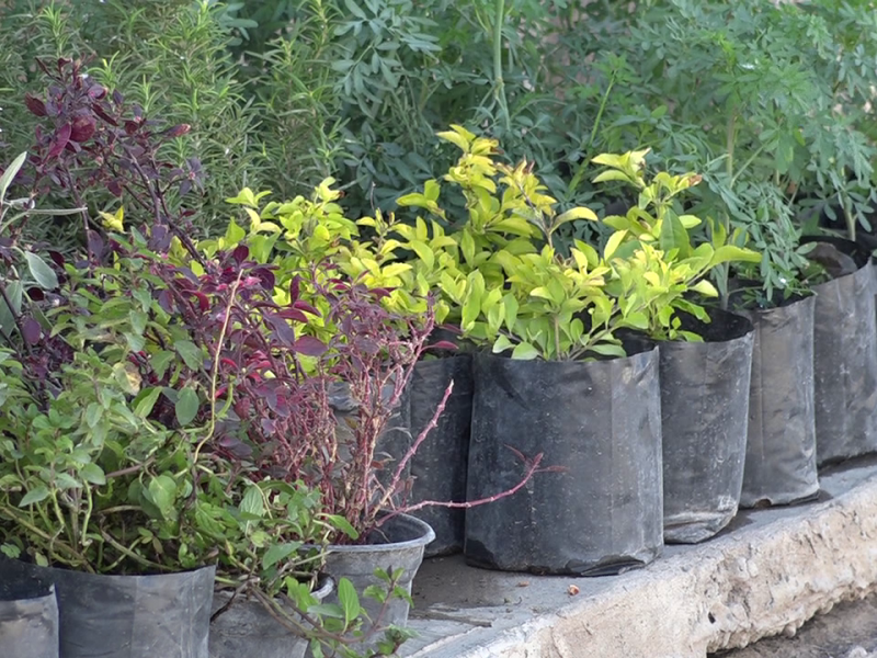 Plantas de ornato alejan malas vibras y traen suerte