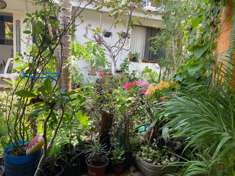 Plantas dentro del hogar brindan armonía y frescura