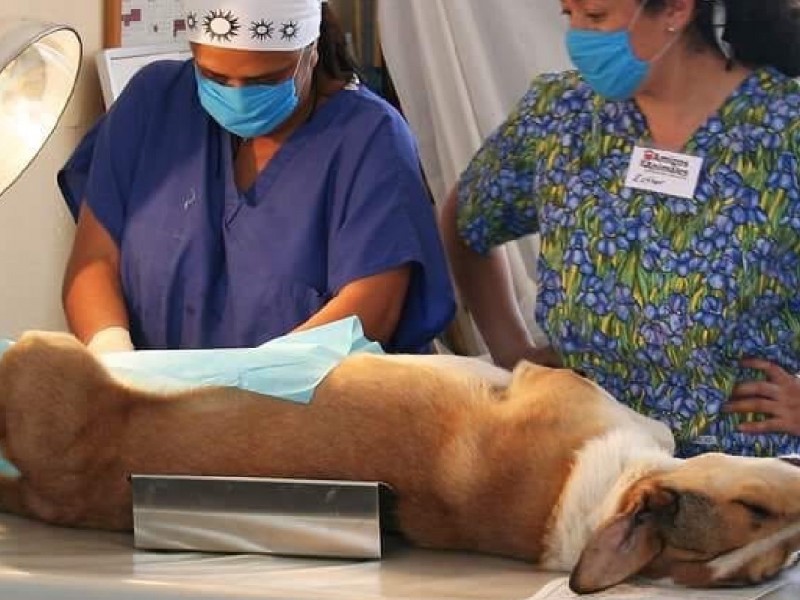 Plantean 22 jornadas de esterilizaciones masivas de mascotas en Nayarit