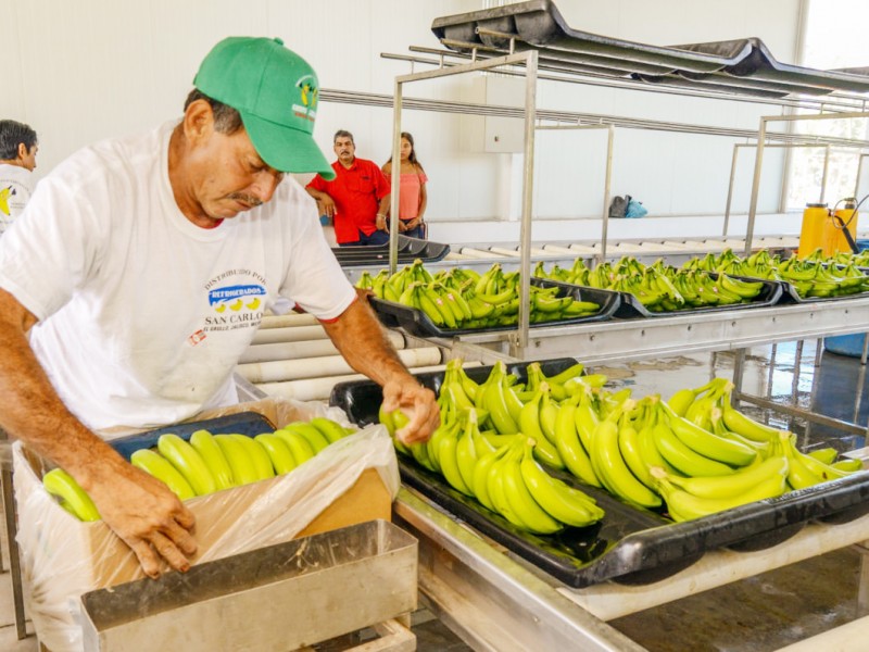 Plátano chiapaneco podría exportarse a China