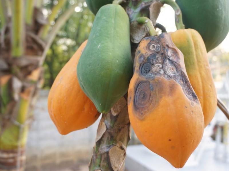 Plátano, papaya y limón, cultivos más afectados por enfermedades