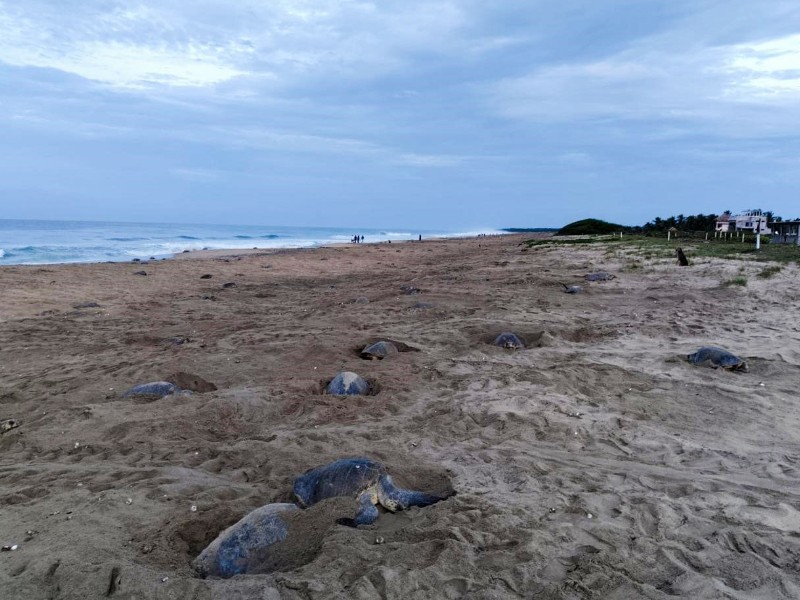 Playa la Escobilla en Oaxaca recibe 269,850 tortugas en la cuarta arribada