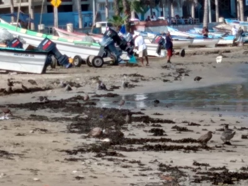 Playas de Mazatlán invadidas por alga marina