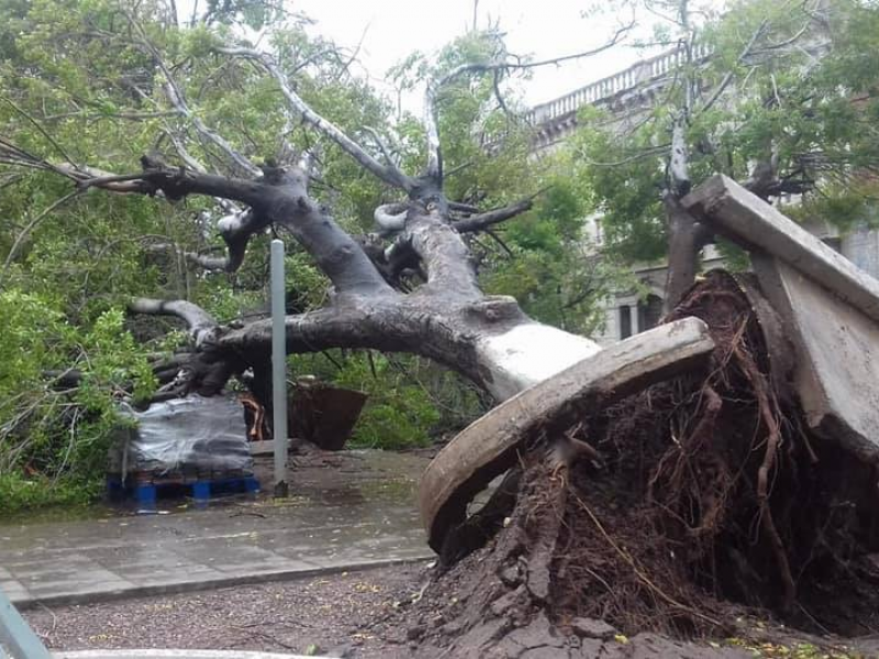 Plaza 13 de Julio afectada por vientos