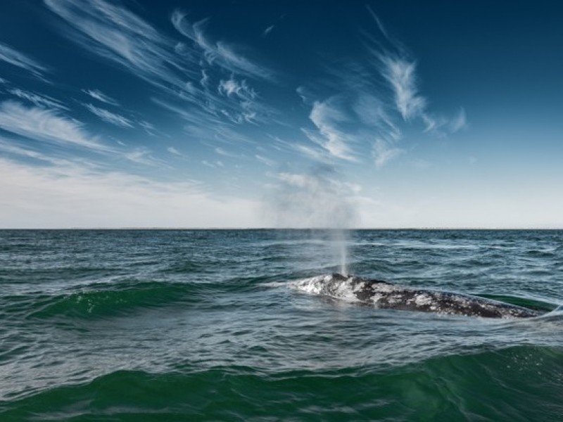 Población de ballena gris ha disminuido 30% por desnutrición