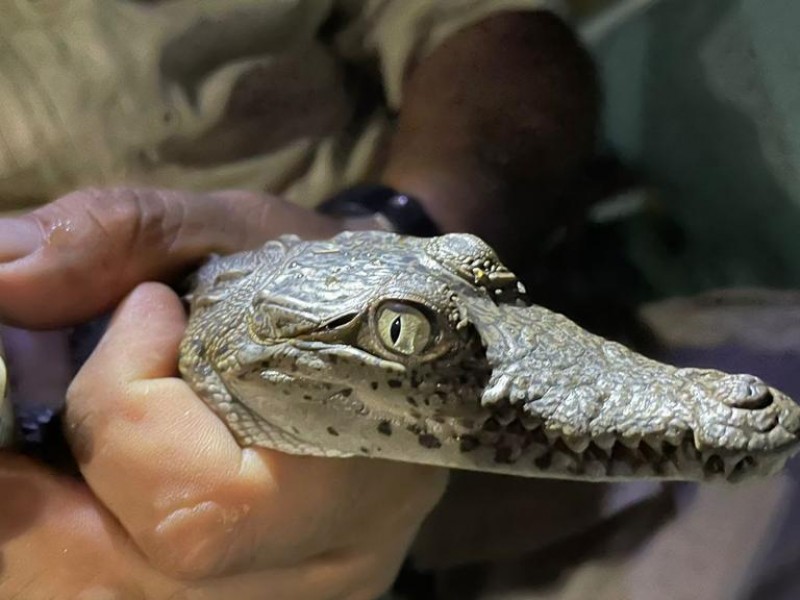 Población de cocodrilos en la Costa Grande están sanos