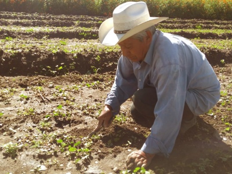 Población ocupada en el sector agrícola envejece