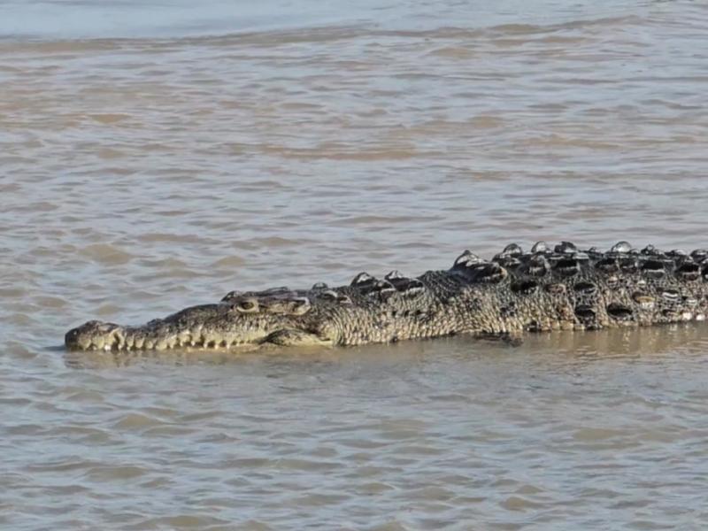 Población de cocodrilos: hay 335 en 14 sitios de Ixtapa-Zihuatanejo