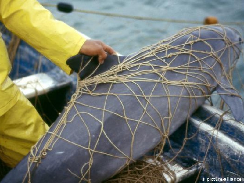 Pescadores del Golfo de Santa Clara, piden resolución de conflicto