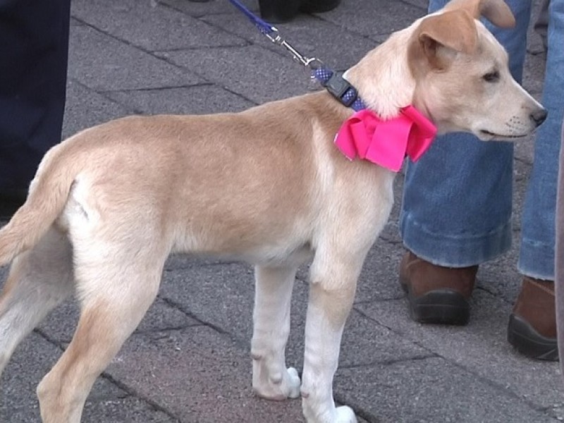 Familias poblanas llevan a bendecir a sus mascotas