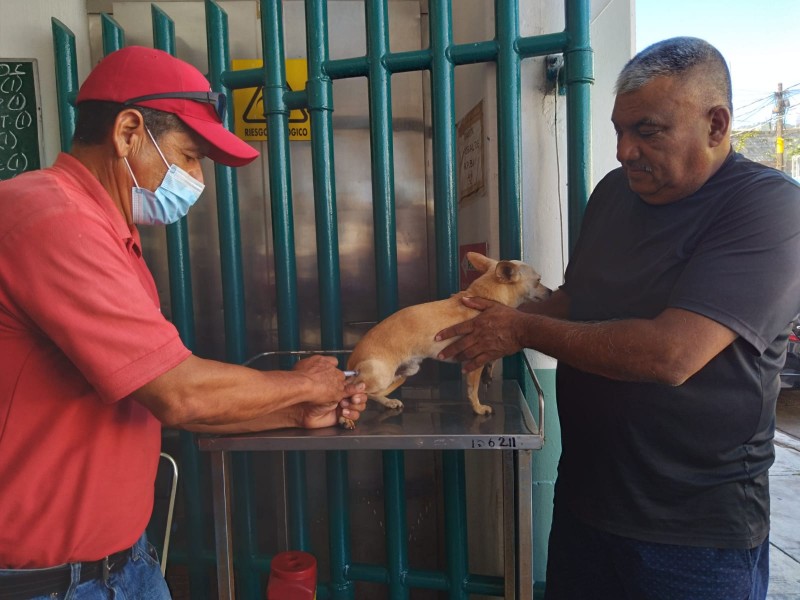 Poca afluencia en vacunación antirrábica en Tepic