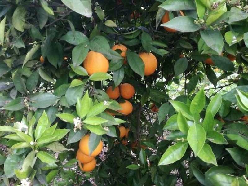 Poca producción de naranjas mayeras