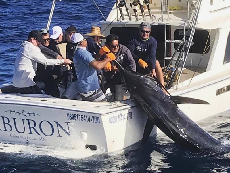 Poco común capturar marlin de esas dimenciones:Bisbee`s México