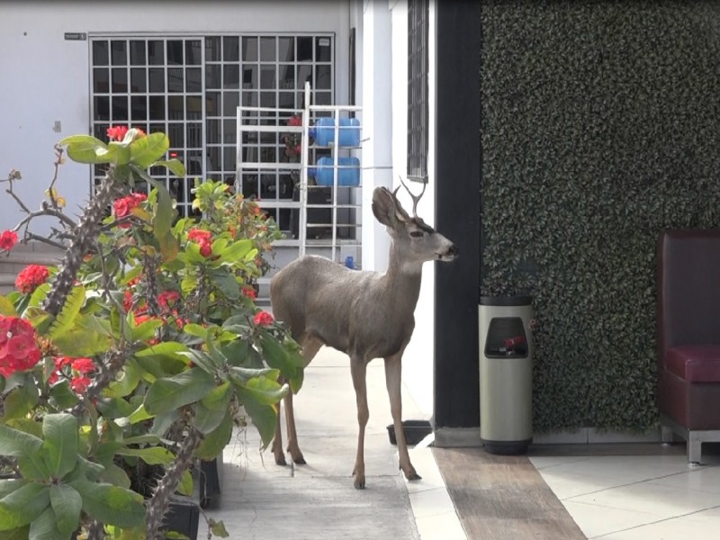 Poco común que baje fauna silvestre a zonas urbanas: UABCS