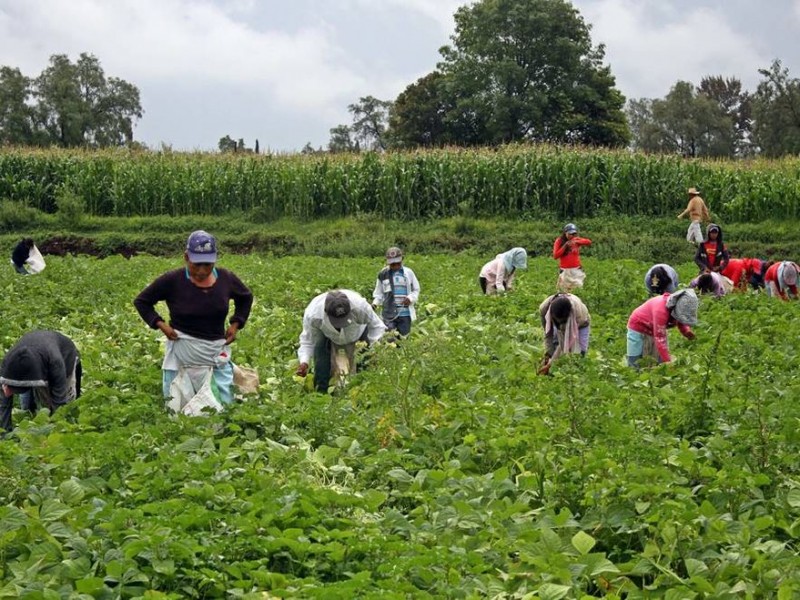 Poco factible incorporación de trabajadores agrícolas al IMSS
