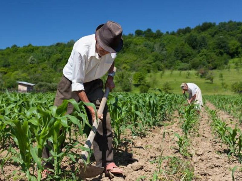 Poco interés por asegurar a trabajadores del campo