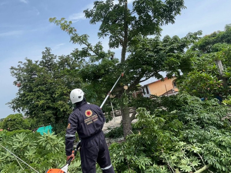 Poda de árbol en riesgo por Protección Civil de Juchitán