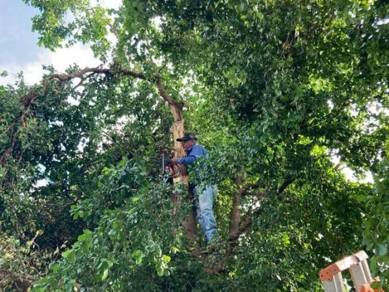 Poda de árboles disminuye reportes de fallas en energía eléctrica