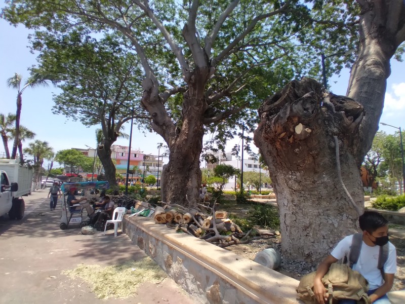 Poda de árboles en parque de Salina Cruz genera controversia