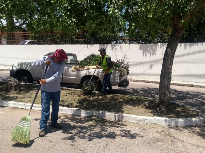 Poda de Arboles y mantenimiento áreas verdes...