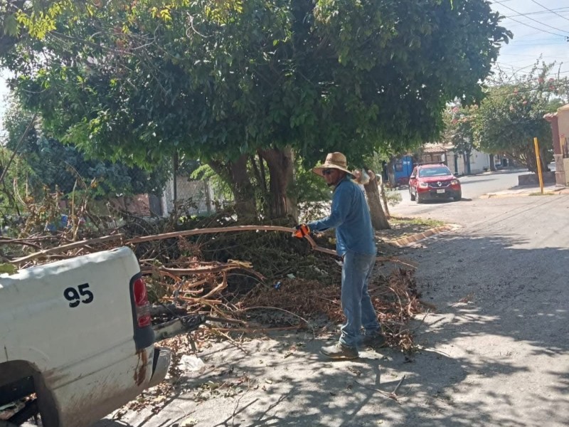 Poda libre en Gómez Palacio iniciará en enero; prohíben tala de árboles