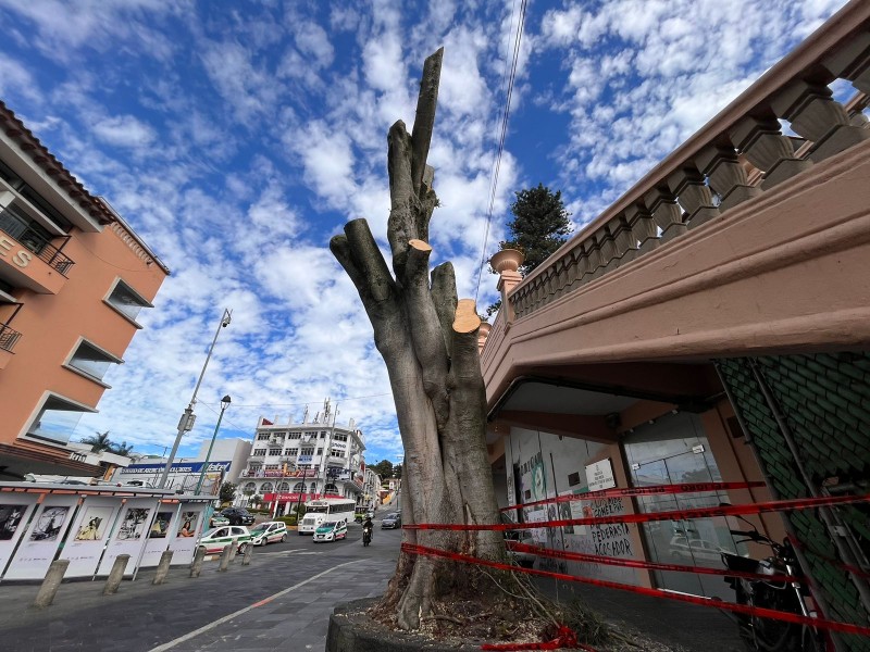 Podan árbol emblemático de Xalapa; ambientalistas acusan ecocidio