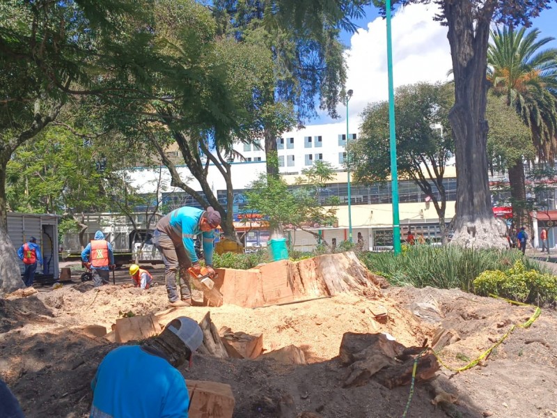 Podan árboles del jardín Zaragoza en Toluca