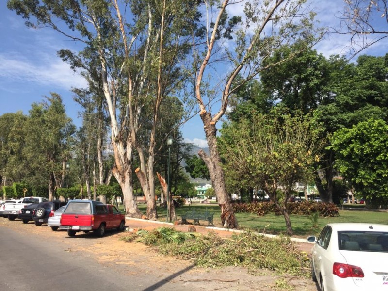 Podan eucaliptos en el parque Juan Escutia