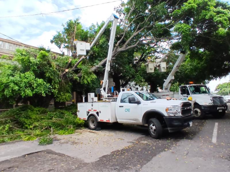 Podan ramas cercanas a cables de alta tensión en Veracruz
