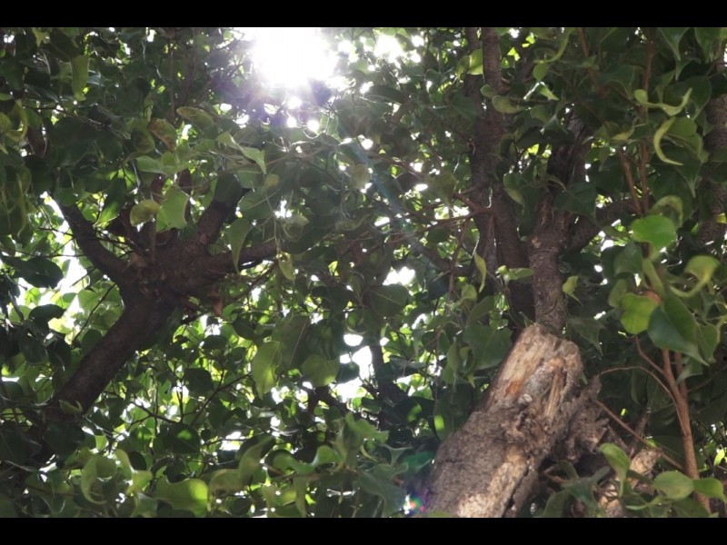 Podan y talan arboles en jardín principal por plagas