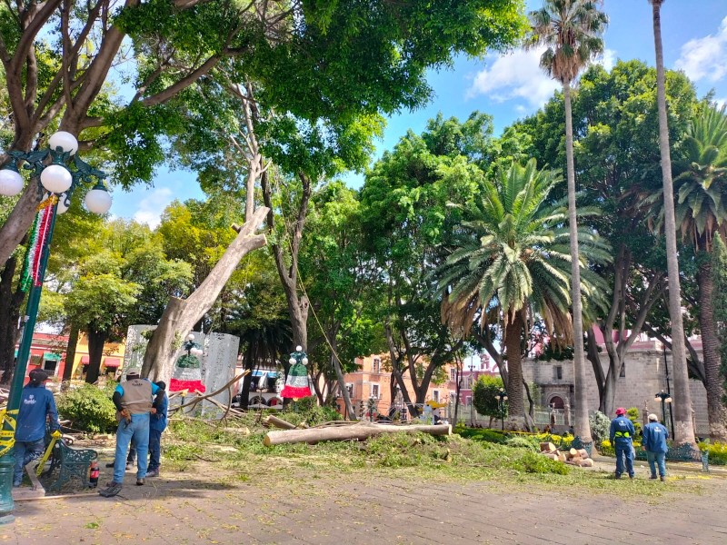 Podaron 5 árboles del zócalo poblano, representaban un riesgo