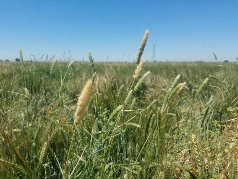 Podria haber riesgo en produccion de trigo