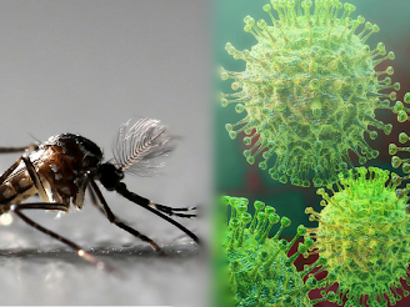 Podría presentarse una epidemia sinérgica entre Dengue y Covid-19