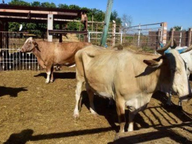 Podría Sinaloa recuperar estatus zoosanitario en zona norte