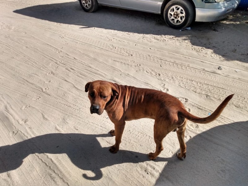 Podrían afectar salud y seguridad caninos abandonados