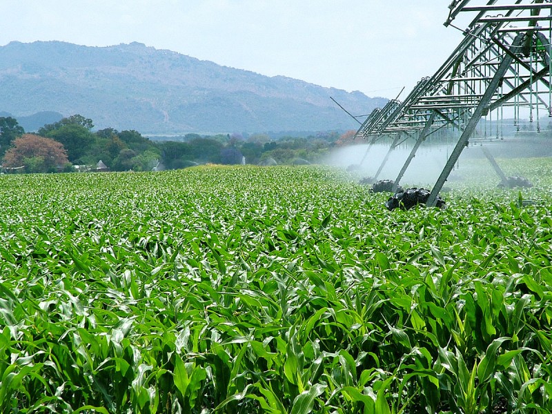 Podrían llegar empresas agroindustriales a Nayarit