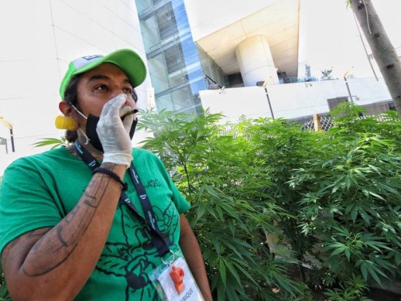 Podrías tener hasta 6 plantas de mariguana en casa